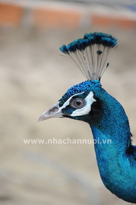 Chim Công Xanh Ấn Độ 1 Năm Tuổi-Trang Trại Vườn Chim Việt