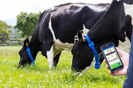 Chăn nuôi bò sữa thời đại công nghệ (P2)