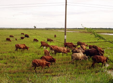 Phú Yên: 87% đàn trâu, bò được tiêm vắc xin lở mồm long móng