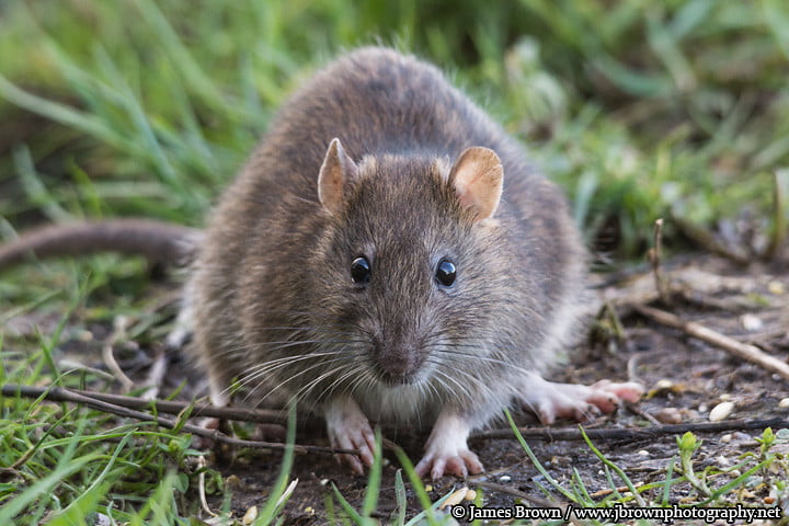 Đặc điểm phân biệt giữa chuột cống và chuột nhắt  Nanovinacomvn