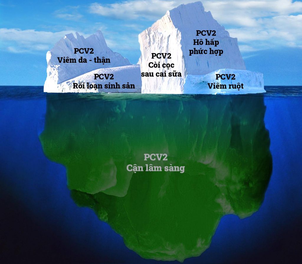 PCV2 thể cận lâm sàng, ác mộng của nhà chăn nuôi - Chăn nuôi Việt Nam