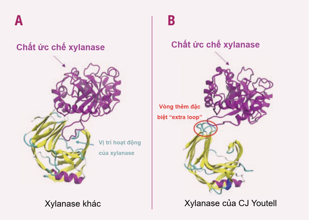 Ảnh hưởng của yếu tố kháng dinh dưỡng “arabinoxylan” tới hiệu chăn nuôi:  Cách lựa chọn enzyme xylanase hiệu quả - Tạp chí Chăn nuôi Việt Nam