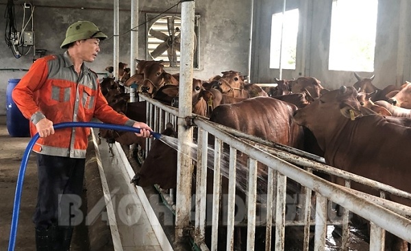 Liên kết nuôi bò sữa  Hướng phát triển kinh tế bền vững tại thị xã Thái Hòa