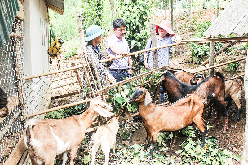Bàn thêm về một số mô hình trang trại ở Việt Nam