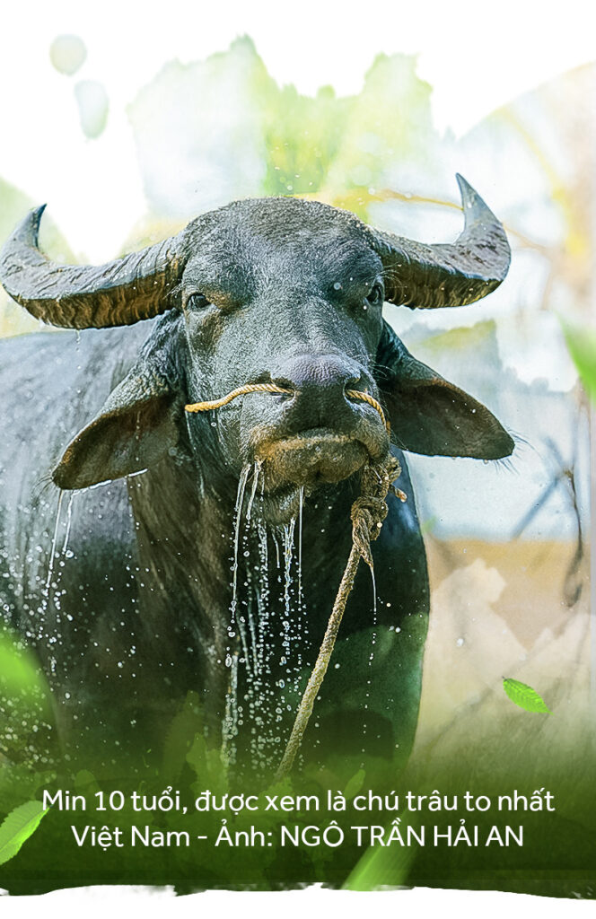 Gặp “vua” trâu nghe kể truyện trâu “vua” - Chăn nuôi Việt Nam
