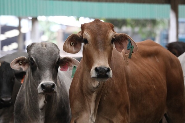 Trang trại bò sữa organic theo tiêu chuẩn Châu Âu đầu tiên tại Việt Nam