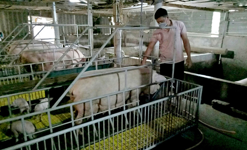 Xây chuồng cao để chăn nuôi ở vùng thấp trũng  Tạp chí Chăn nuôi Việt Nam