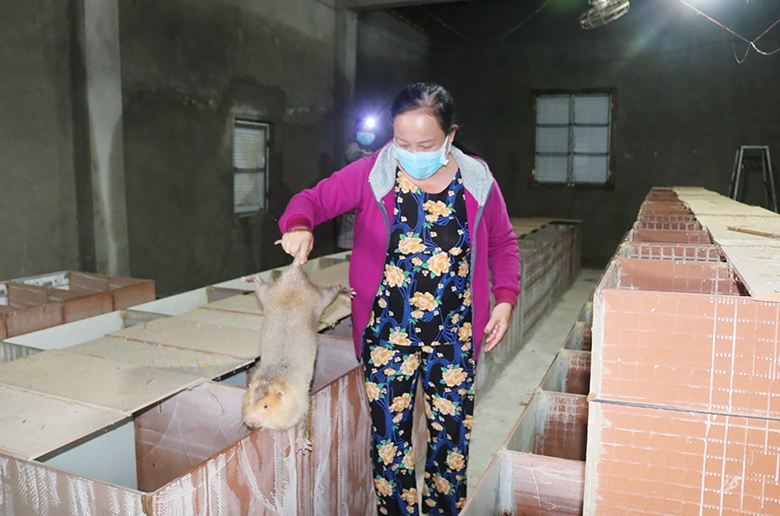 Hiệu quả từ mô hình nuôi dúi sinh sản - Tạp chí Chăn nuôi Việt Nam