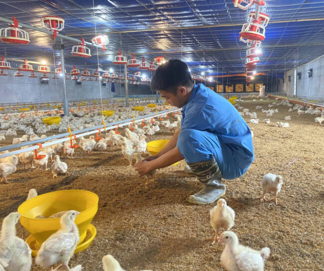 Hạch toán kinh tế chăn nuôi gà thịt công nghiệp trại 10000 con  VietDVM   Trang thông tin kiến thức Chăn nuôi UY TÍN
