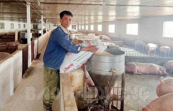 Người nuôi lợn thuê trở thành tỷ phú - Tạp chí Chăn nuôi Việt Nam