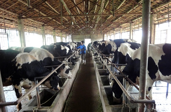 Vinamilk 15 năm xây hệ thống trang trại bò sữa đạt chuẩn quốc tế