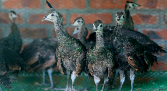Ý nghĩa chim công ? 6 điều NÊN BIẾT về giống chim công tại Việt Nam hiện  nay.