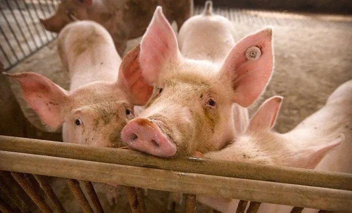Trung Quốc tạo ra lợn biến đổi gene có khả năng kháng virus giống AIDS - Tạp chí Chăn nuôi Việt Nam
