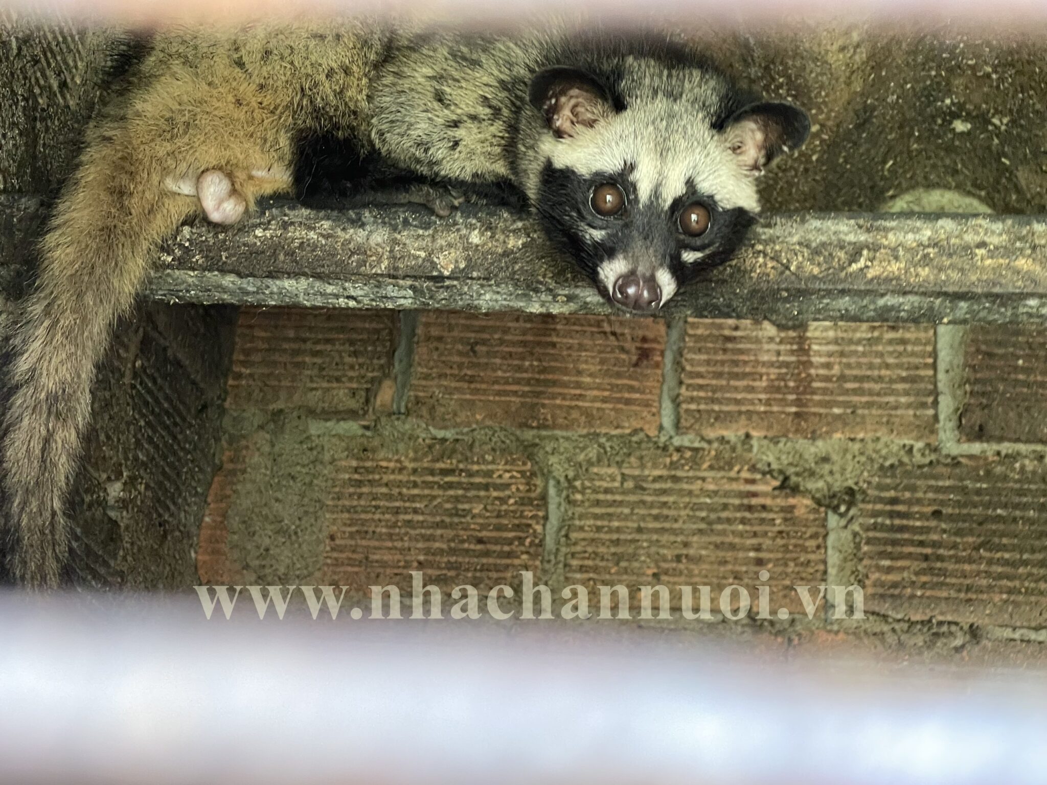 Quảng Ngãi: Phát triển kinh tế từ nuôi chồn hương - Chăn nuôi Việt Nam