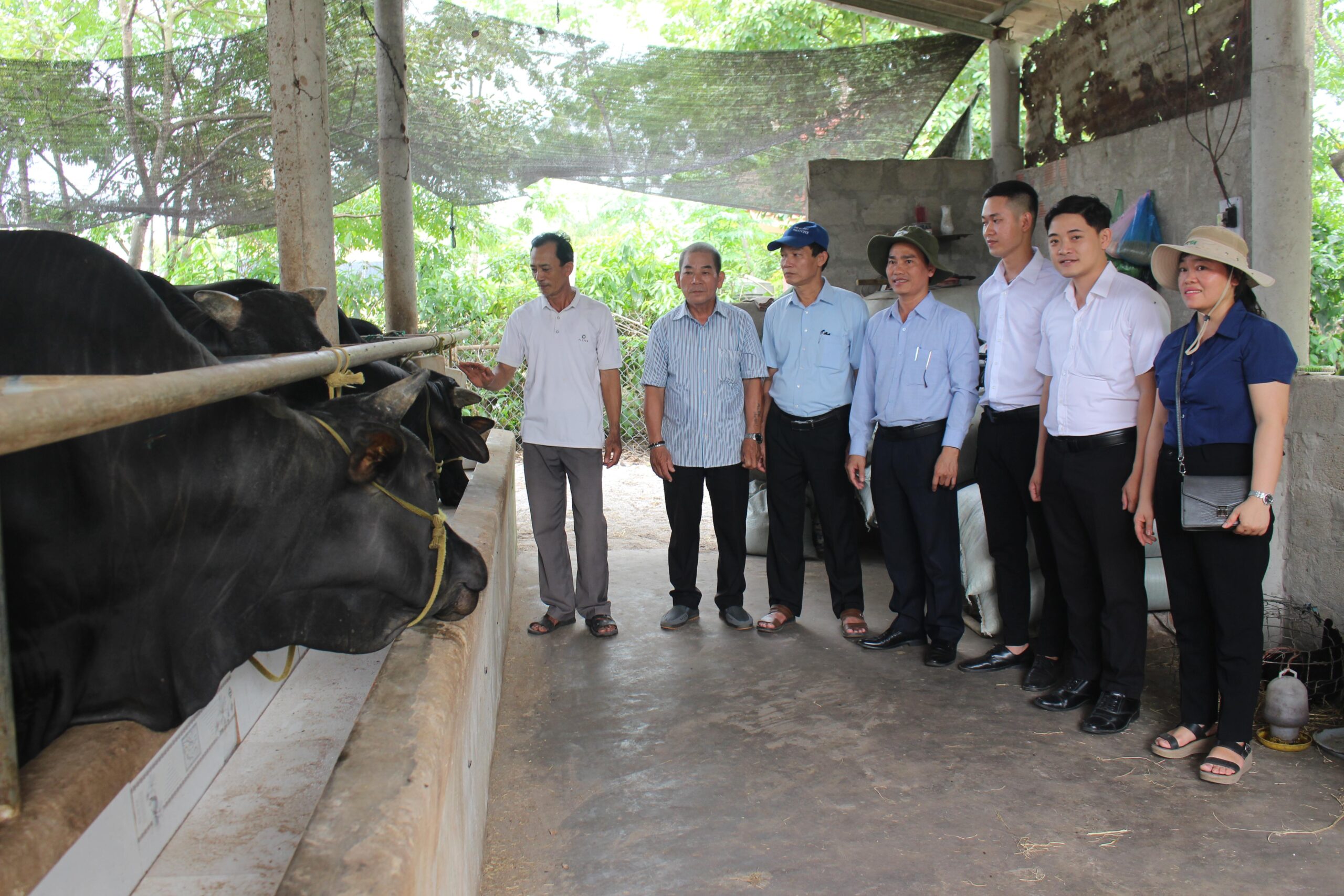 Mô hình nuôi bò sinh sản Hiệu quả từ nguồn quỹ hỗ trợ nông dân