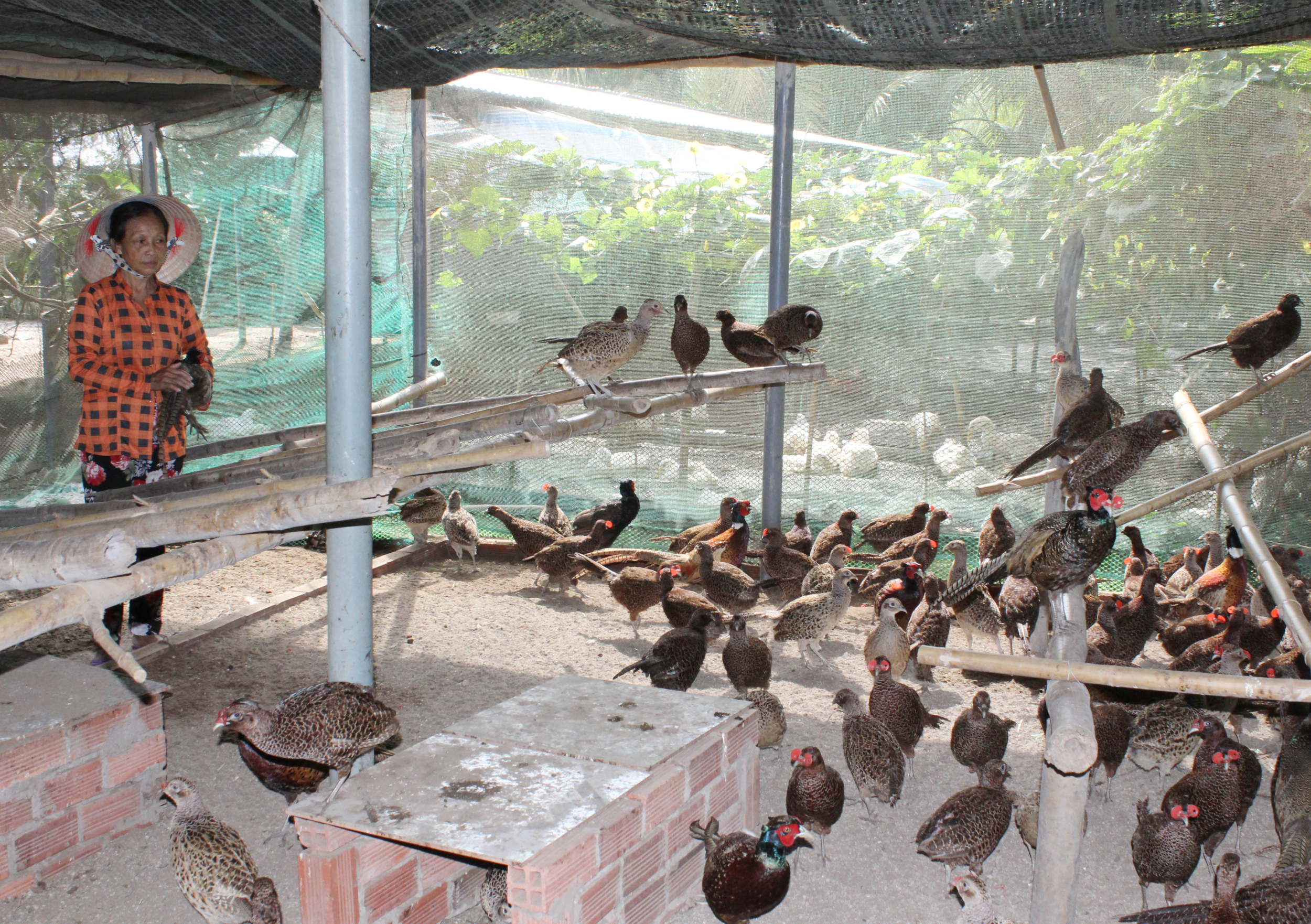 Hướng dẫn làm chuồng nuôi chim trĩ | Farmvina Nông Nghiệp