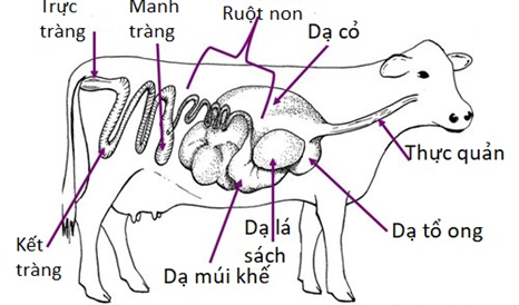 Hệ tiêu hóa của bò: Khám phá bí ẩn về cơ chế tiêu hóa phức tạp