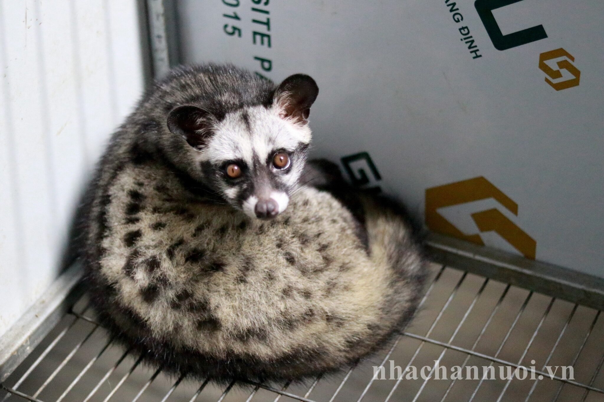 Hà Tĩnh: Nhân rộng mô hình nuôi chồn hương - Chăn nuôi Việt Nam